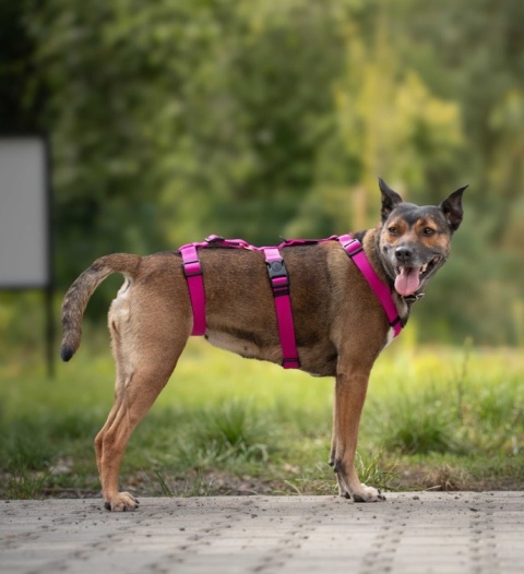 Szelki antyucieczkowe dla psa z 7 stopniową regulacją L/XL