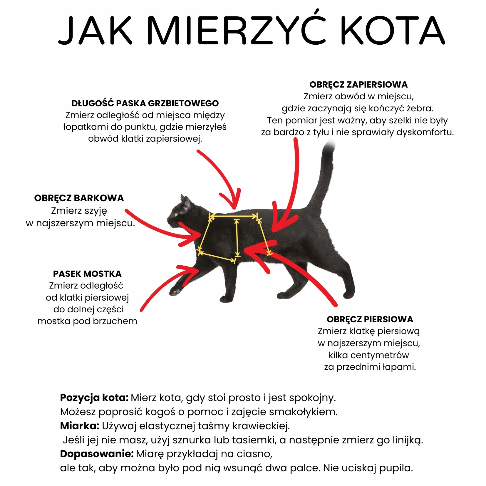 jak-mierzyc-kota(1).jpeg
